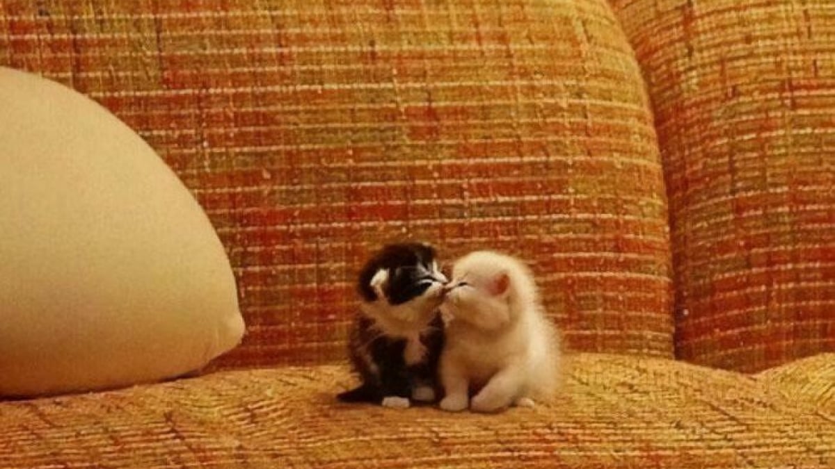 Illustration : "15 chatons si petits qu’ils font paraître ce qui les entoure immense"