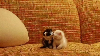 Illustration : 15 chatons si petits qu&rsquo;ils font para&icirc;tre ce qui les entoure immense