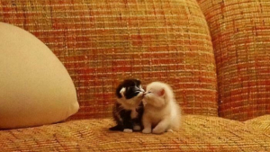 Illustration : "15 chatons si petits qu’ils font paraître ce qui les entoure immense"