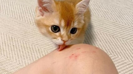 Illustration : 13 photos de chats ou de chiens pour vous aider &agrave; attaquer l'ann&eacute;e du bon pied