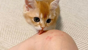 Illustration : "13 photos de chats ou de chiens pour vous aider à attaquer l'année du bon pied"