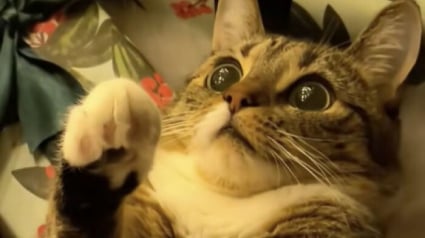 Illustration : 12 chats qui ont &eacute;t&eacute; combl&eacute;s par la f&eacute;&eacute;rie de No&euml;l