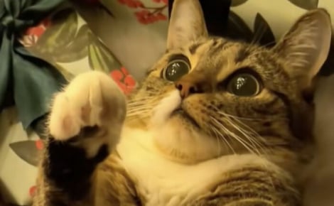 12 chats qui ont été comblés par la féérie de Noël