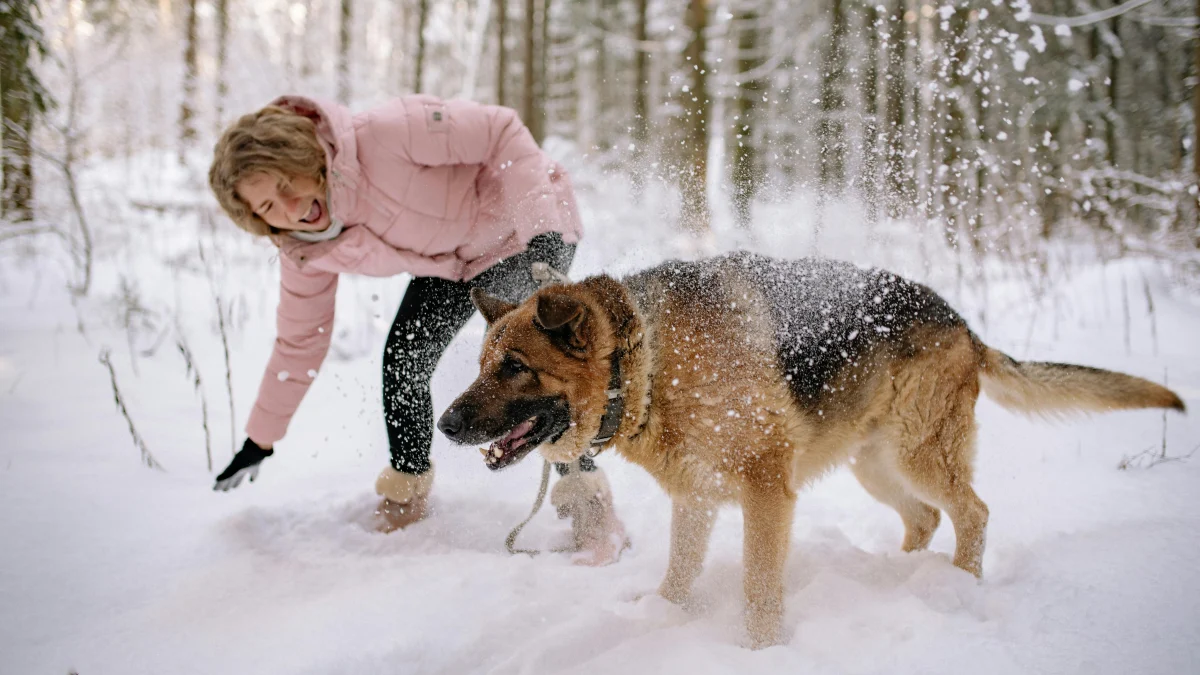 Illustration : "7 conseils pour aider son chien âgé à affronter l’hiver"
