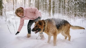 Illustration : 7 conseils pour aider son chien &acirc;g&eacute; &agrave; affronter l&rsquo;hiver