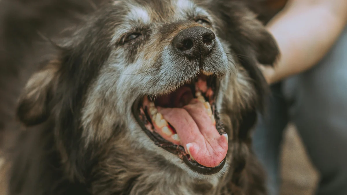 Illustration : "10 idées pour gâter votre chien sénior"