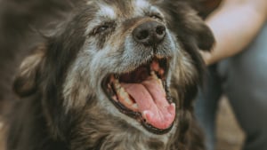 Illustration : 10 id&eacute;es pour g&acirc;ter votre chien s&eacute;nior