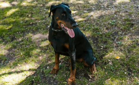 11 éléments à connaître avant d’adopter un Dobermann