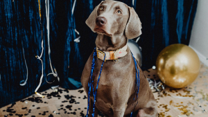 Illustration : "6 bonnes résolutions à prendre pour une nouvelle année avec votre chien"