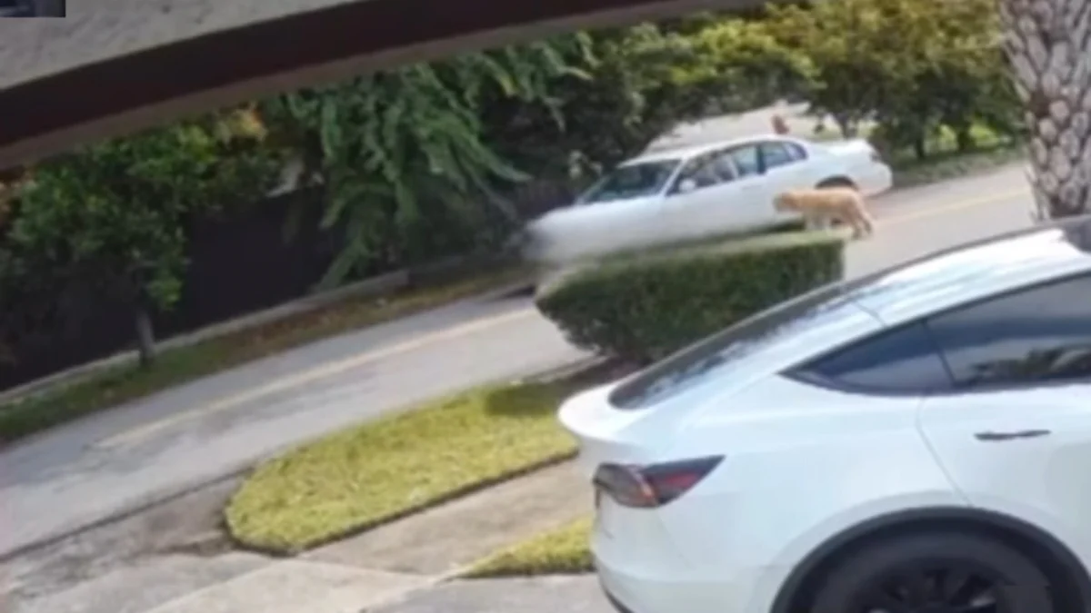 Illustration : "Bouleversé par l'abandon d'un chien survenu dans son quartier, un Dj se lance à sa recherche pour lui offrir la vie qu'il mérite"