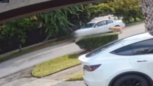 Illustration : Bouleversé par l'abandon d'un chien survenu dans son quartier, un Dj se lance à sa recherche pour lui offrir la vie qu'il mérite