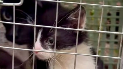 Illustration : Venus ramasser des ordures, ils d&eacute;couvrent avec effroi une cage jet&eacute;e en contrebas d'un talus contenant toute une famille de chats (vid&eacute;o)