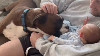 Illustration : Quand son petit fr&egrave;re humain rejoint la famille, un Boxer saute de joie et devient la nounou id&eacute;ale (vid&eacute;o)