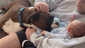 Illustration : Quand son petit frère humain rejoint la famille, un Boxer saute de joie et devient la nounou idéale (vidéo)