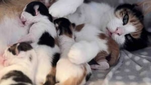 Illustration : Sauvé de la rue, ce chat aimant et attentionné veille en permanence sur son amie féline sur le point de mettre bas