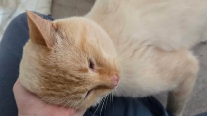 Illustration : &laquo; On annonce des temp&eacute;ratures de -20 &deg;C cette nuit &raquo;, en miaulant devant une maison, ce chat aux pattes gel&eacute;es trouve la chaleur qui lui manquait