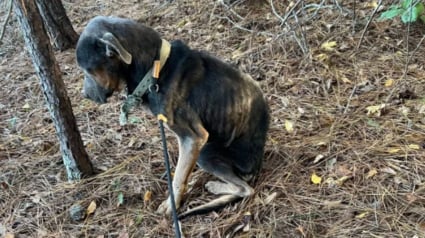 Illustration : Une heure de plus et c'&eacute;tait fini, ce chien squelettique est sauv&eacute; in extremis sous une pluie glaciale et entre dans la maison de sa sauveuse &laquo; comme s&rsquo;il avait toujours &eacute;t&eacute; chez lui &raquo;