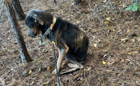 Une heure de plus et c'était fini, ce chien squelettique est sauvé in extremis sous une pluie glaciale et entre dans la maison de sa sauveuse « comme s’il avait toujours été chez lui »