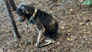 Illustration : "Une heure de plus et c'était fini, ce chien squelettique est sauvé in extremis sous une pluie glaciale et entre dans la maison de sa sauveuse « comme s’il avait toujours été chez lui »"