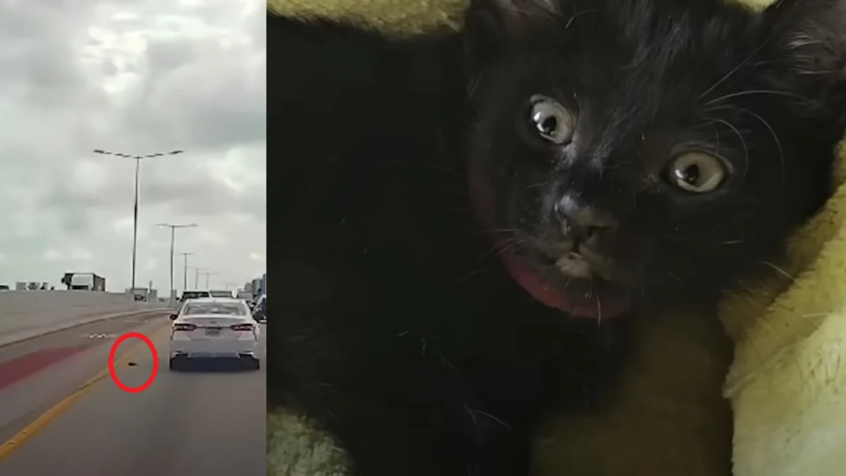 Illustration : "Ce couple de sauveteurs d'animaux reste sans voix face à un chaton découvert sans la moindre égratignure sur une autoroute bondée"