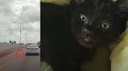 Illustration : Ce couple de sauveteurs d'animaux reste sans voix face &agrave; un chaton d&eacute;couvert sans la moindre &eacute;gratignure sur une autoroute bond&eacute;e