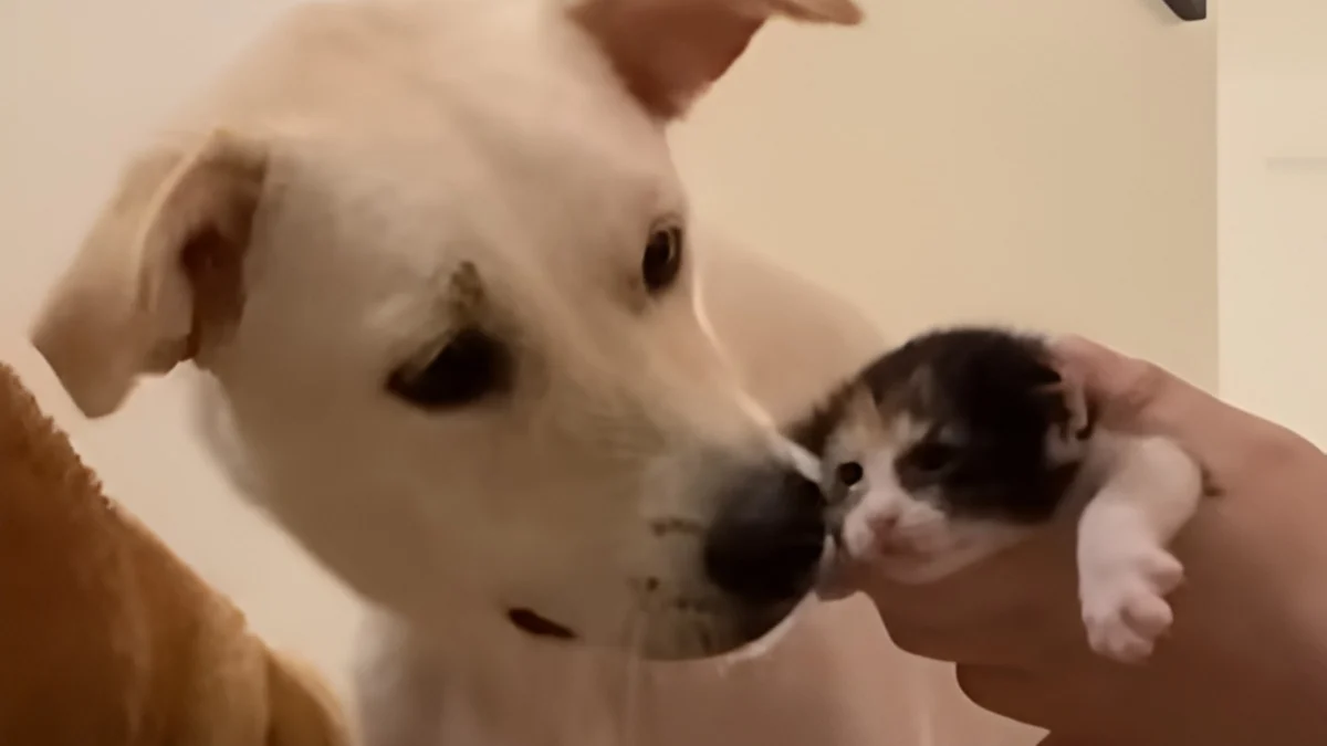 Illustration : "Quand l'amie féline de ce chien accouche de chatons, il devient tout naturellement leur 