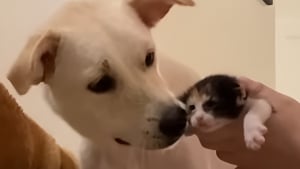 Illustration : Quand l'amie féline de ce chien accouche de chatons, il devient tout naturellement leur 