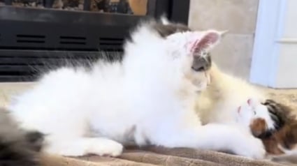 Illustration : &Eacute;tonn&eacute;s par leur propre fourrure qui se dresse, deux chatons Maine Coon d&eacute;couvrent les effets hilarants de l'&eacute;lectricit&eacute; statique (vid&eacute;o)