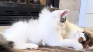 Illustration : Étonnés par leur propre fourrure qui se dresse, deux chatons Maine Coon découvrent les effets hilarants de l'électricité statique (vidéo)