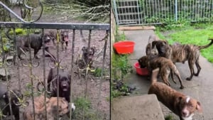 Illustration : "J'ai besoin d'une grosse chaîne de solidarité", le SOS d’une association pour sauver 24 chiens livrés à eux-mêmes après le décès de leur maîtresse