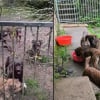 Illustration : "J'ai besoin d'une grosse chaîne de solidarité", le SOS d’une association pour sauver 24 chiens livrés à eux-mêmes après le décès de leur maîtresse
