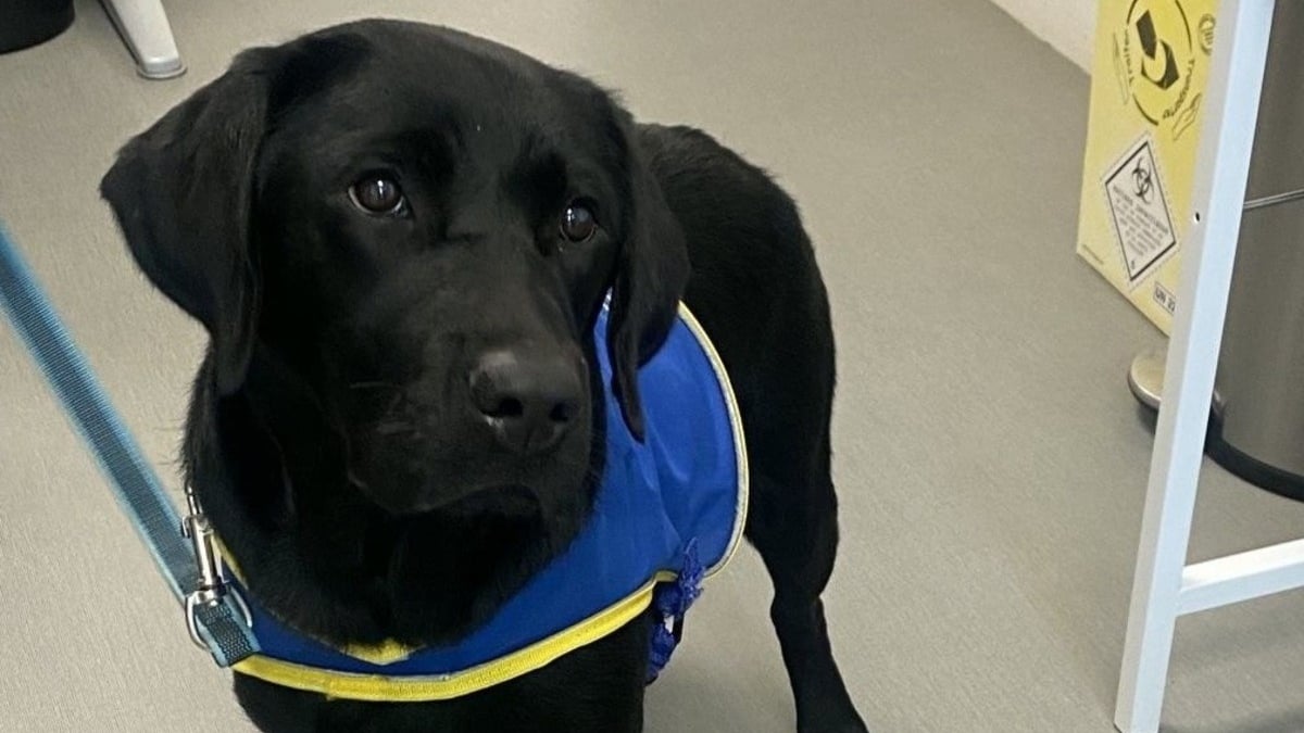 Illustration : "« Tout le monde est content de la voir », la principale ne s'y attendait pas, mais l'arrivée de cette chienne Labarador a transformé l'ambiance de tout son collège"