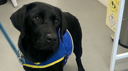 Illustration : &laquo; Tout le monde est content de la voir &raquo;, la principale ne s'y attendait pas, mais l'arriv&eacute;e de cette chienne Labarador a transform&eacute; l'ambiance de tout son coll&egrave;ge