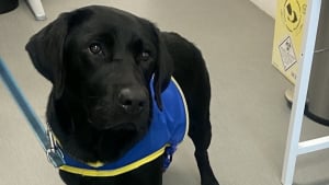 Illustration : « Tout le monde est content de la voir », la principale ne s'y attendait pas, mais l'arrivée de cette chienne Labarador a transformé l'ambiance de tout son collège