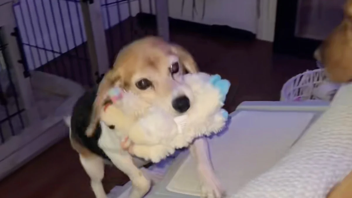 Illustration : "« On dirait qu'elle a passé toute sa vie dehors », une chienne seniore découvre les peluches et instaure un rituel touchant le soir (vidéo)"