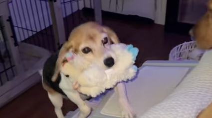 Illustration : &laquo; On dirait qu'elle a pass&eacute; toute sa vie dehors &raquo;, une chienne seniore d&eacute;couvre les peluches et instaure un rituel touchant le soir (vid&eacute;o)