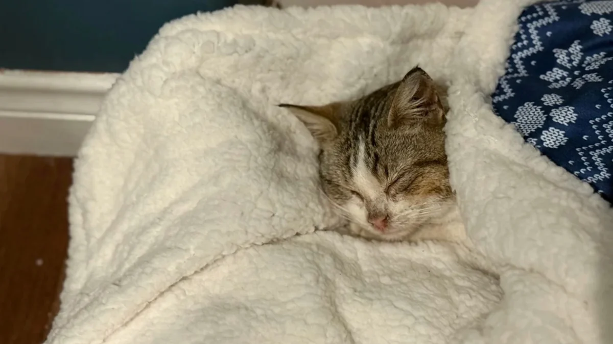 Illustration : "En se rendant simplement dans une station-service, un homme sauve la vie d'un chaton terrorisé et couvert d'huile"