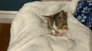 Illustration : "En se rendant simplement dans une station-service, un homme sauve la vie d'un chaton terrorisé et couvert d'huile"