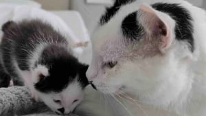 Illustration : Seul survivant de sa portée, ce chaton prématuré peut compter sur le soutien de chats plus âgés qui veillent sur lui comme des « oncles »