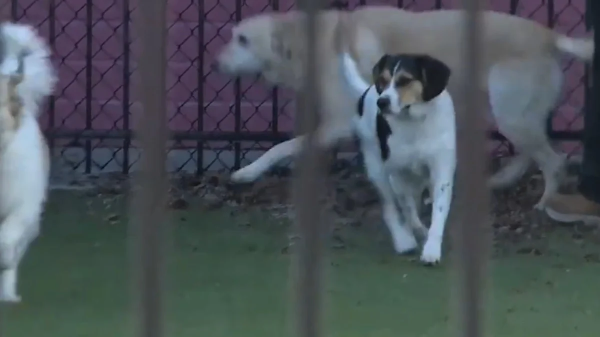 Illustration : "La solidarité s'organise autour d'une pension canine détruite par les flammes avec 17 chiens secourus dans l'urgence"