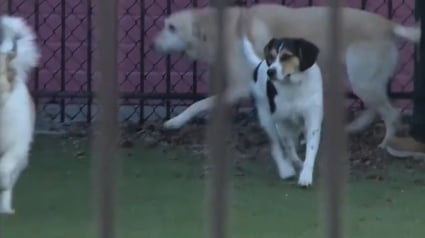 Illustration : La solidarit&eacute; s'organise autour d'une pension canine d&eacute;truite par les flammes avec 17 chiens secourus dans l'urgence