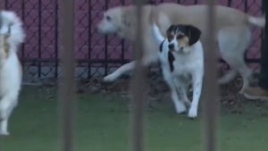 Illustration : "La solidarité s'organise autour d'une pension canine détruite par les flammes avec 17 chiens secourus dans l'urgence"