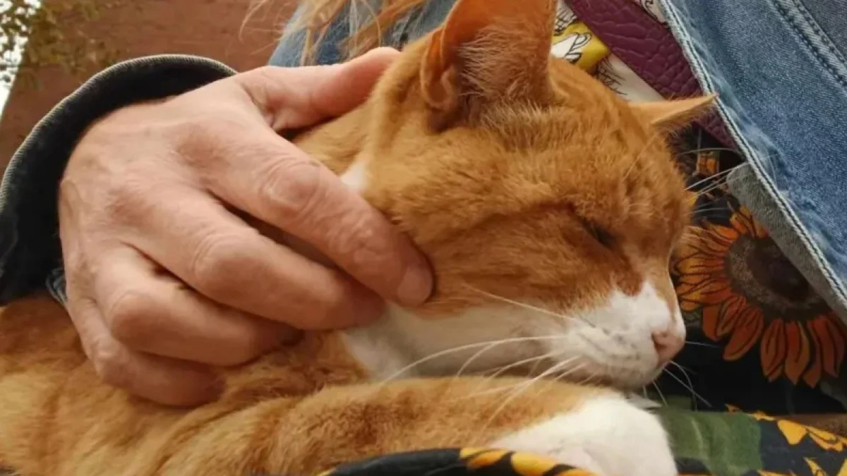 Illustration : "Par amour pour un chat tenant compagnie aux passagers qui attendent le bus, les habitants d'une ville se mobilisent pour lui rendre un bel hommage"