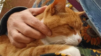 Illustration : Par amour pour un chat tenant compagnie aux passagers qui attendent le bus, les habitants d'une ville se mobilisent pour lui rendre un bel hommage