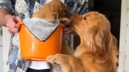 Illustration : En voyant son humain pr&eacute;f&eacute;r&eacute; entrer avec un chiot, cette chienne laisse exploser sa joie et endosse imm&eacute;diatement le r&ocirc;le de grande soeur (vid&eacute;o)