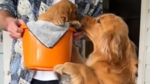 Illustration : En voyant son humain préféré entrer avec un chiot, cette chienne laisse exploser sa joie et endosse immédiatement le rôle de grande soeur (vidéo)