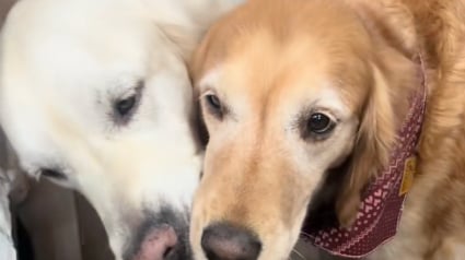 Illustration : Exploitée dans une usine à chiots, cette chienne traumatisée retrouve le sourire grâce à 7 nouveaux amis (vidéo)