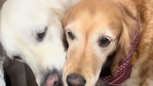 Illustration : Exploitée dans une usine à chiots, cette chienne traumatisée retrouve le sourire grâce à 7 nouveaux amis (vidéo)