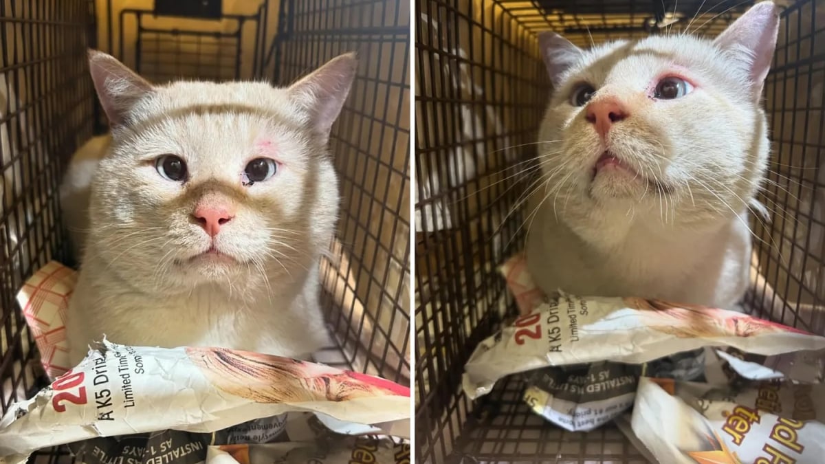 Illustration : "Ce chat errant blanc devait être relâché après sa stérilisation, mais son charme particulier a changé son destin (vidéo)"