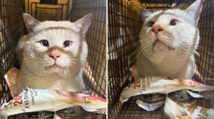 Illustration : Ce chat errant blanc devait &ecirc;tre rel&acirc;ch&eacute; apr&egrave;s sa st&eacute;rilisation, mais son charme particulier a chang&eacute; son destin (vid&eacute;o)